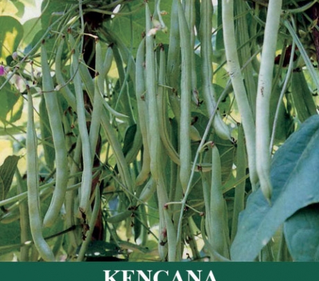 KENCANA - Buncis dengan biji hitam