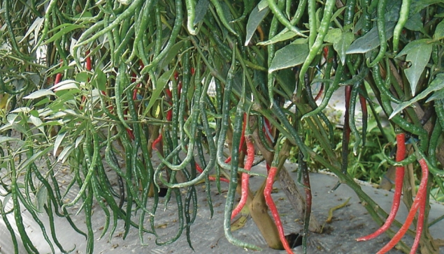 Cabe Keriting KIYO