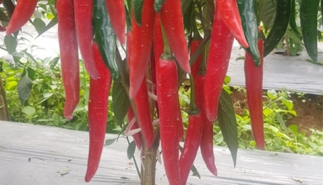 Cabe Besar DORI F1