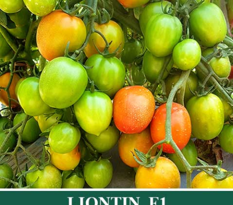 Tomat Hibrida LIONTIN
